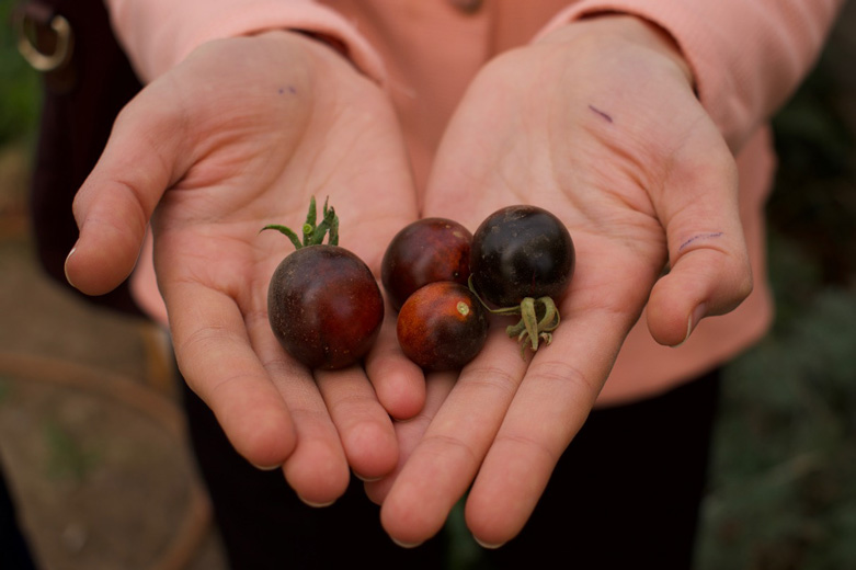 Black tomatoes grown by Hemin.